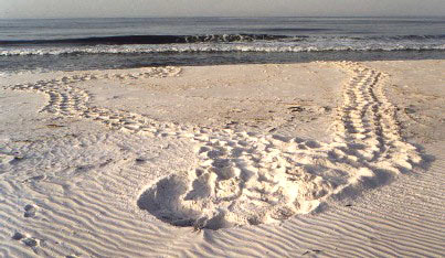 Turtle nest
